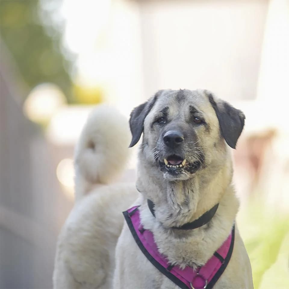 Karabas, female Kangal for adoption at Tierheim Essen, Essen
