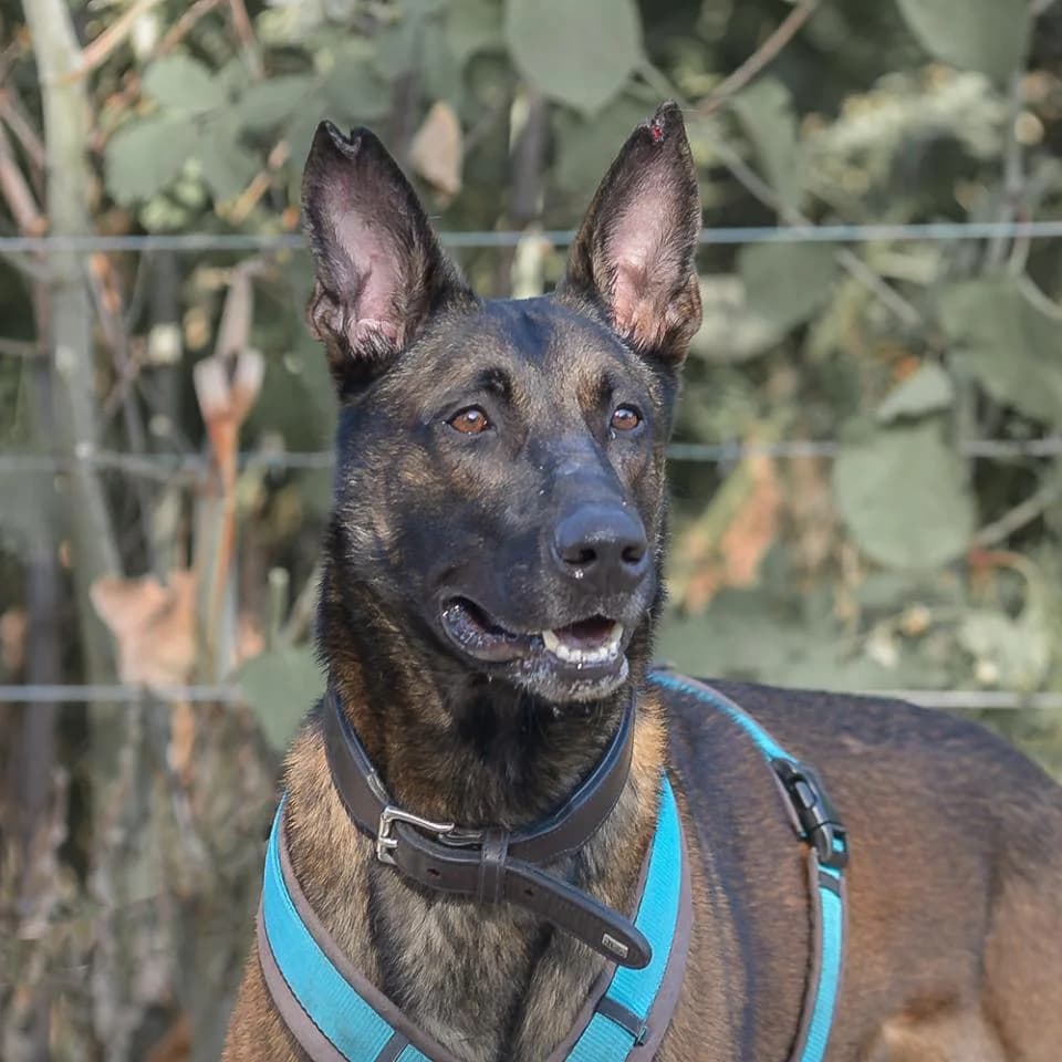 Iron, male Belgian Malinois for adoption at Tierheim Essen, Essen