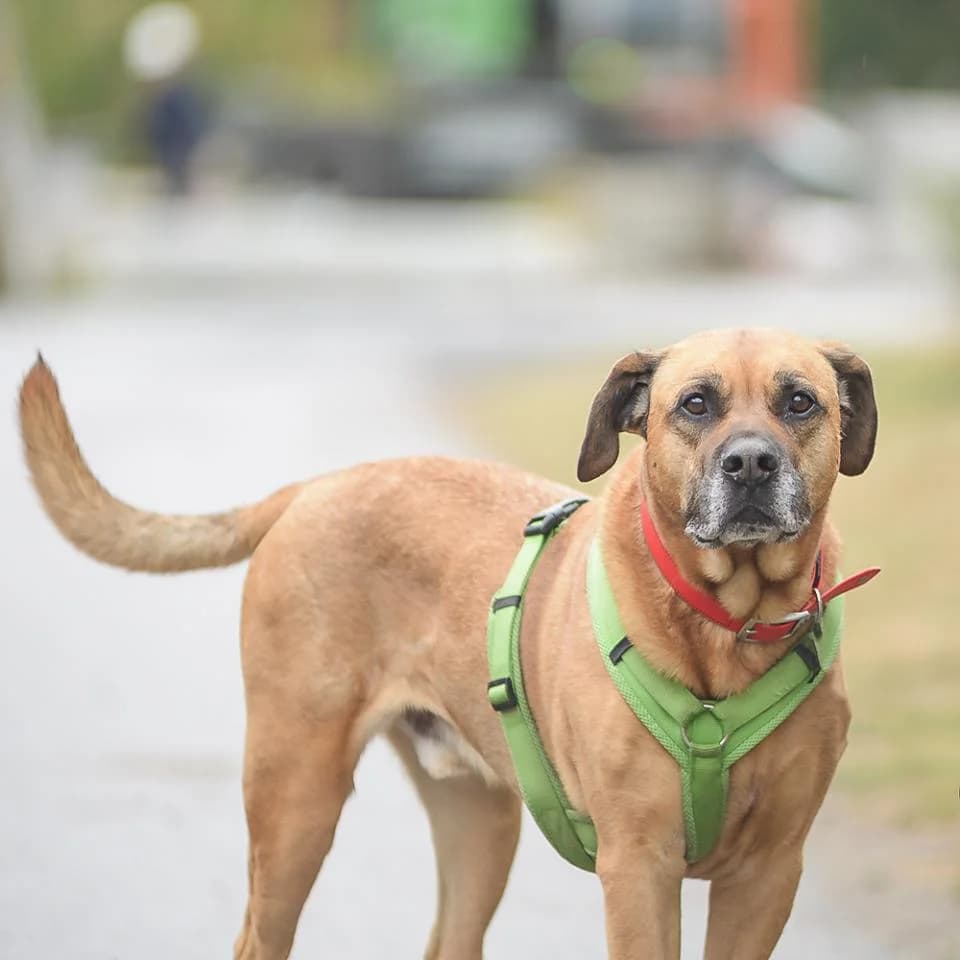 Boomer, male Rhodesian Ridgeback for adoption at Tierheim Essen, Essen