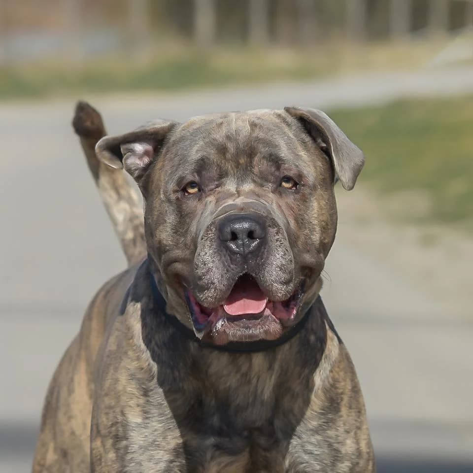 Rupert, male Presa Canario for adoption at Tierheim Essen, Essen