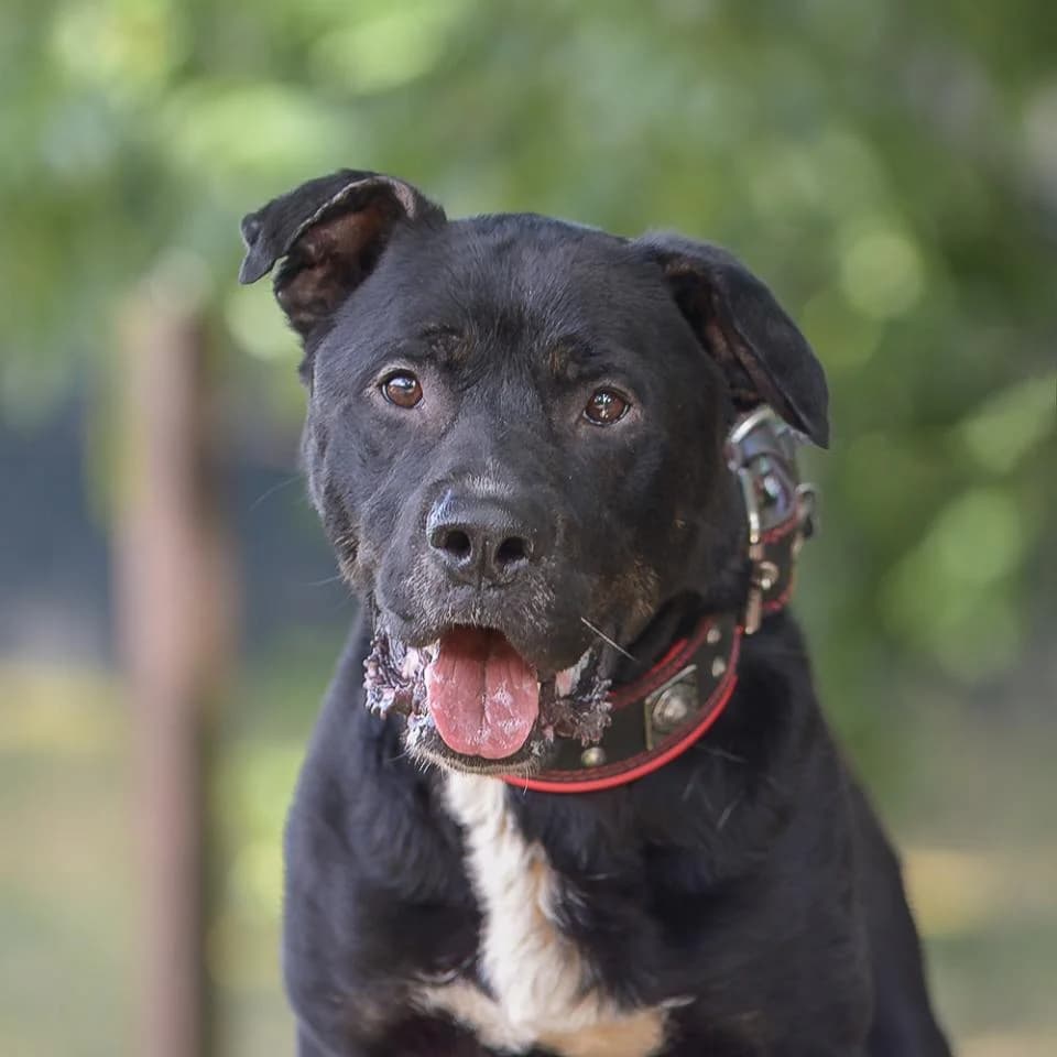 Bacon, male Rottweiler for adoption at Tierheim Essen, Essen