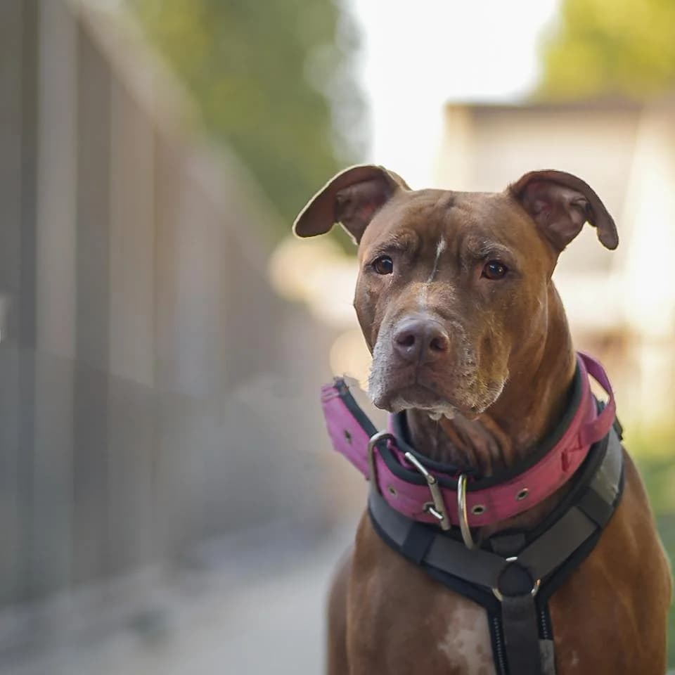 Lametta, female Pit Bull Terrier for adoption at Tierheim Essen, Essen
