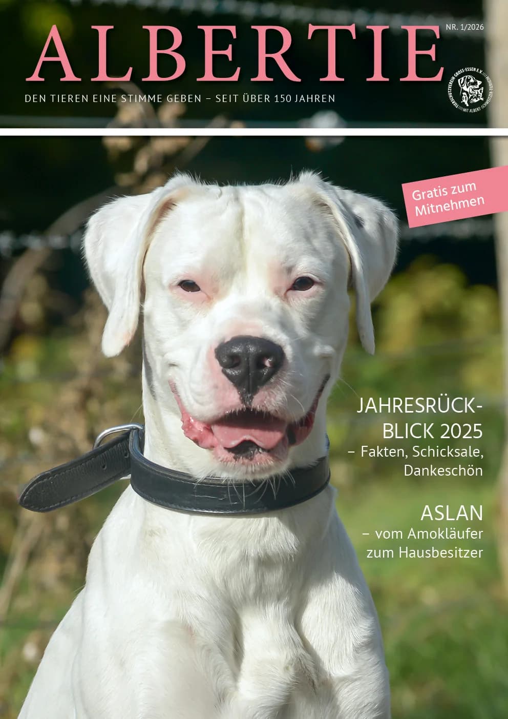 Inhalt nicht gefunden, mixed breed for adoption at Tierheim Essen, Essen