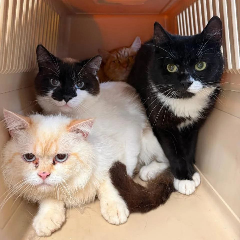 Gustavo,Alejandro&Co, Mixed Breed for adoption at Tierheim Essen, Essen