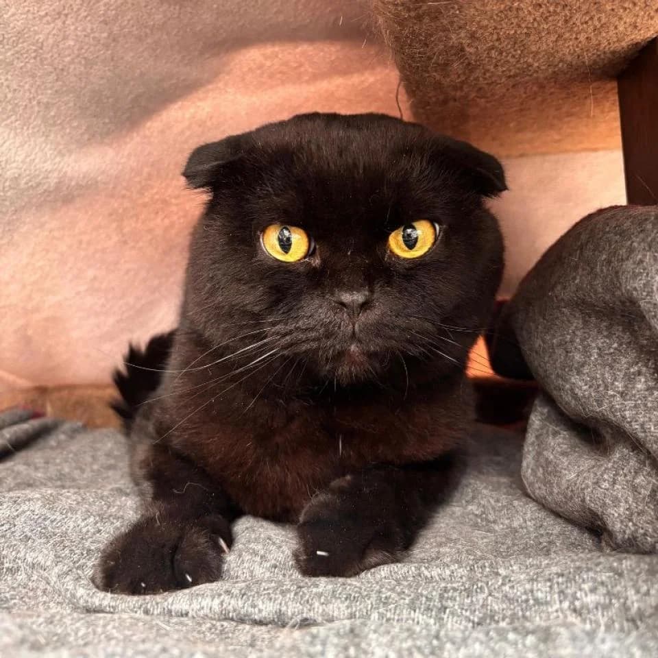 Martin, male Scottish Fold for adoption at Tierheim Essen, Essen