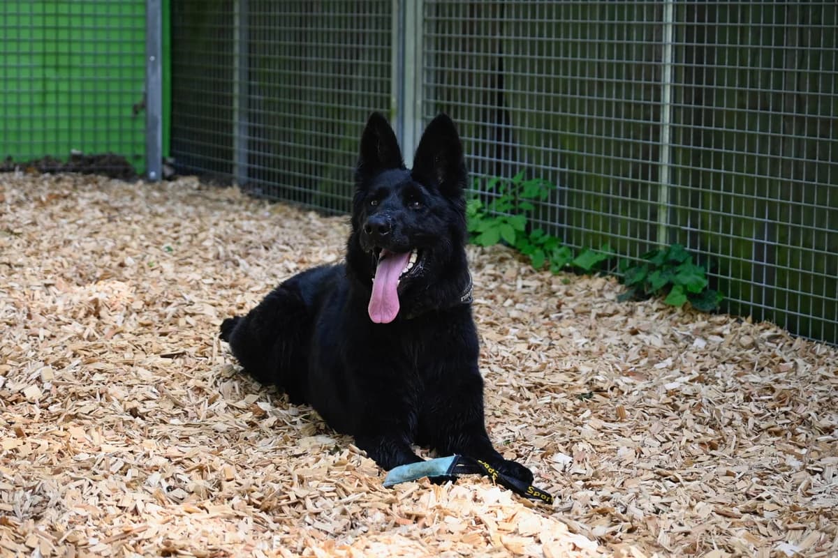 Wolly, Mixed Breed for adoption at Tierheim Esslingen, Esslingen