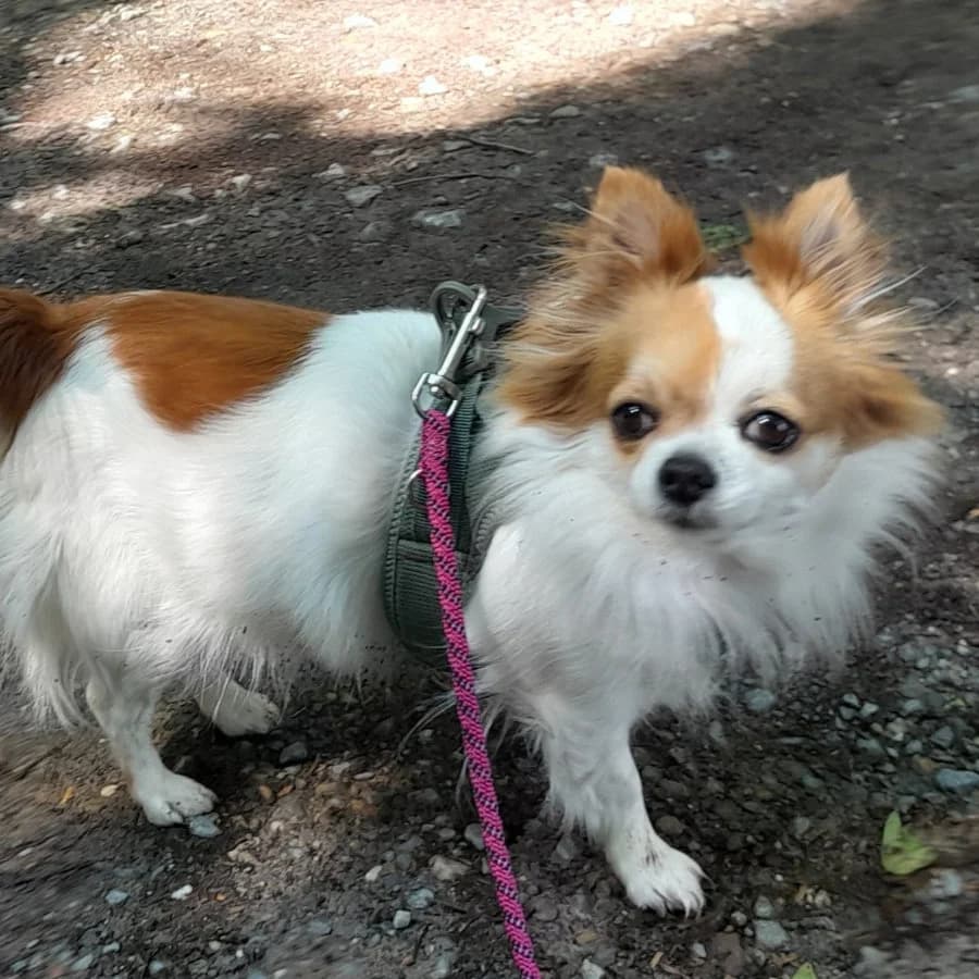 Ivy, braun-weiß female senior Chihuahua for adoption at Tierheim Ettlingen, Ettlingen