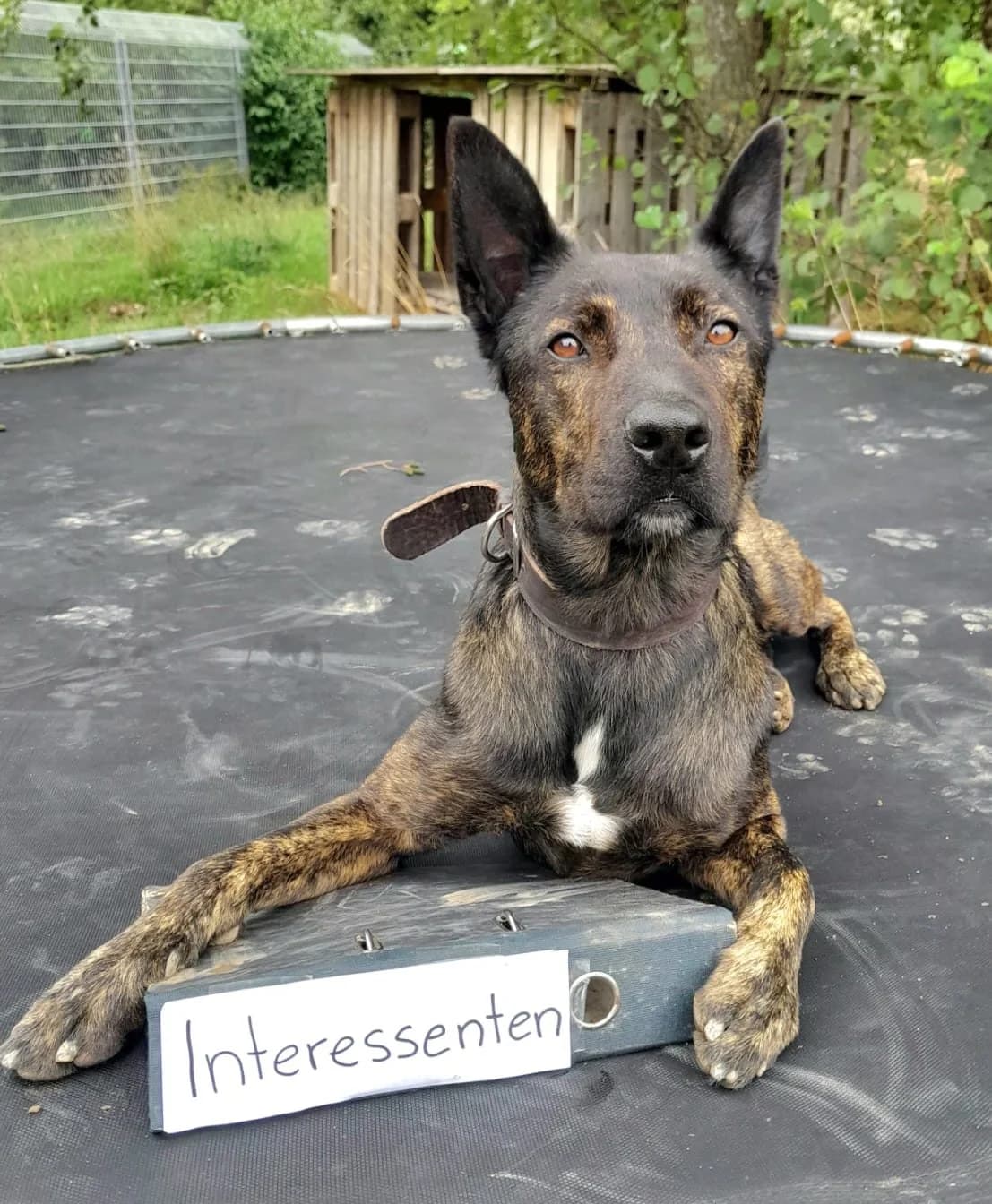 Lesko-Bobbes, braun gestromt male 7yo mixed breed for adoption at Tierheim Ettlingen, Ettlingen