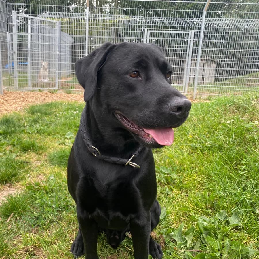 Loki, schwarz male 5yo Labrador Retriever for adoption at Tierheim Ettlingen, Ettlingen