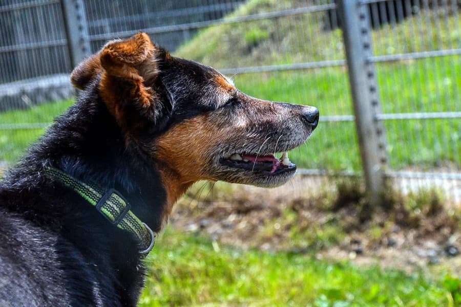 Manni, männlich senior mixed breed for adoption at Tierheim Ettlingen, Ettlingen