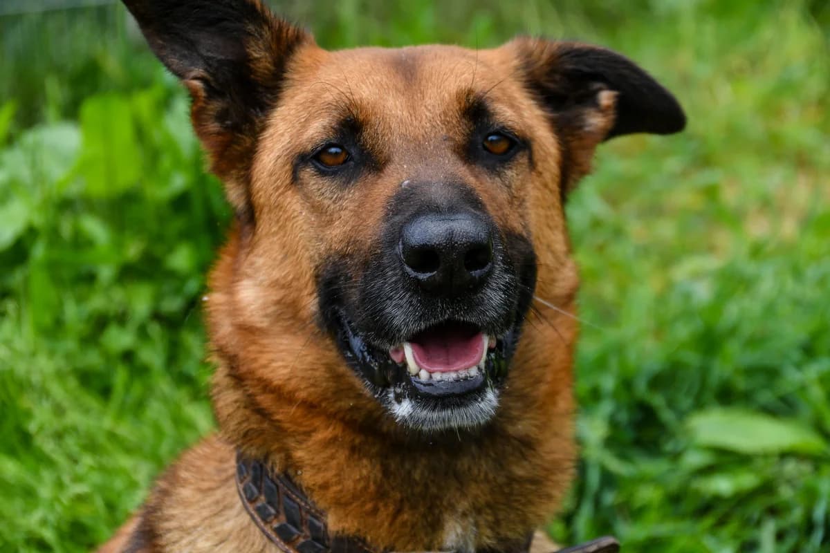 Robert, hellbraun schwarz male 7yo mixed breed for adoption at Tierheim Ettlingen, Ettlingen
