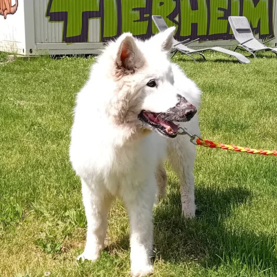 Sheela, weiß female senior German Shepherd for adoption at Tierheim Ettlingen, Ettlingen