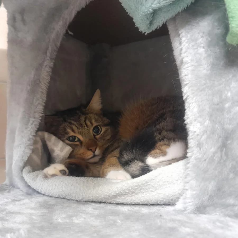 Canneloni, getigert female 3yo mixed breed for adoption at Tierheim Ettlingen, Ettlingen