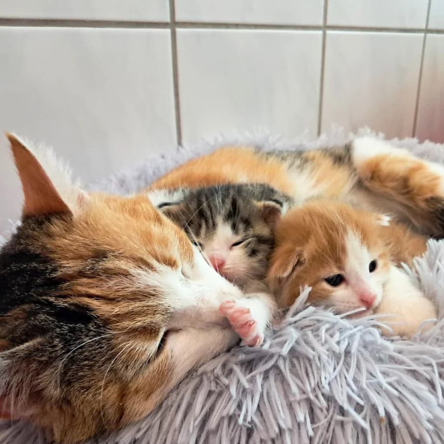 Elfie, dreifarbig female 3yo mixed breed for adoption at Tierheim Ettlingen, Ettlingen