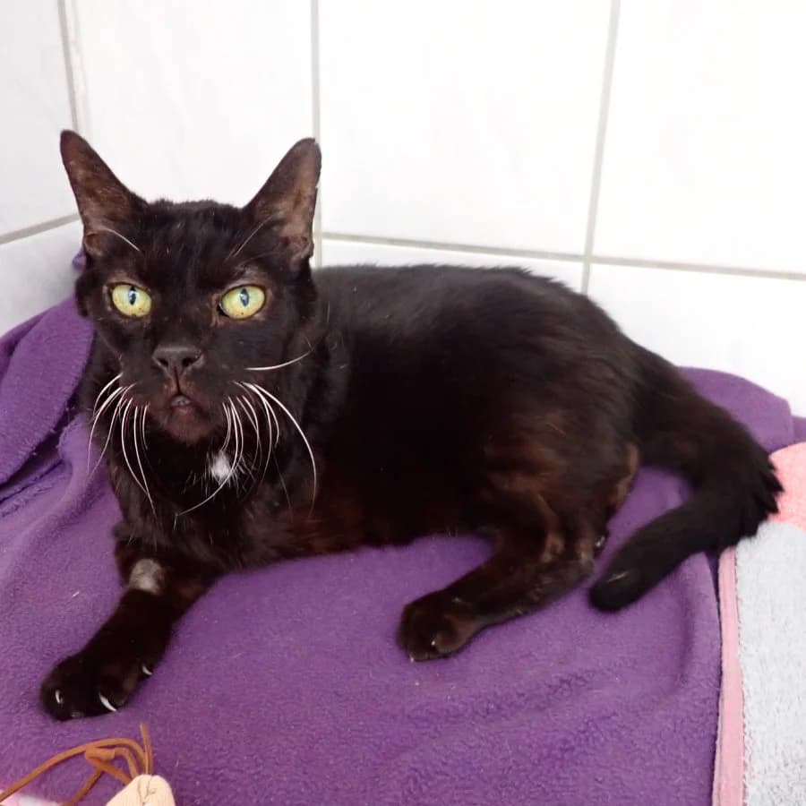 Gregor, mixed breed for adoption at Tierschutzverein Ettlingen, Ettlingen