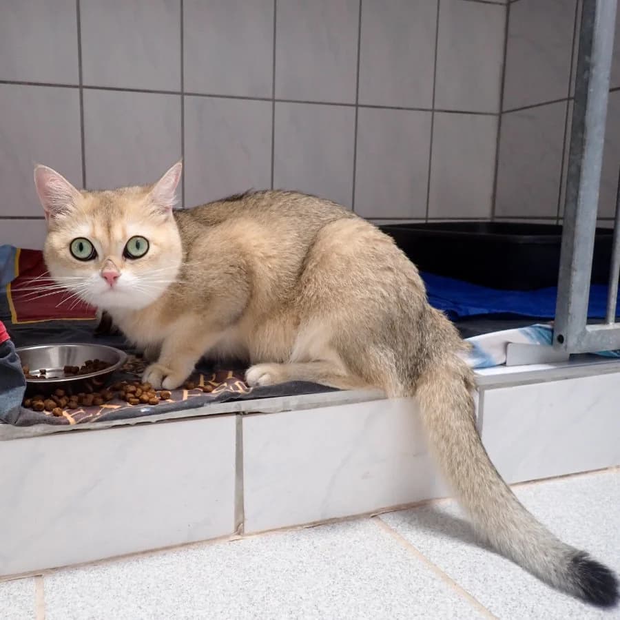 Juma, golden female young British Shorthair for adoption at Tierheim Ettlingen, Ettlingen