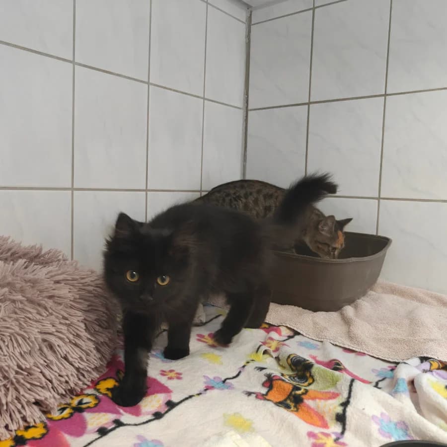 Kaba, schwarz female puppy mixed breed for adoption at Tierheim Ettlingen, Ettlingen
