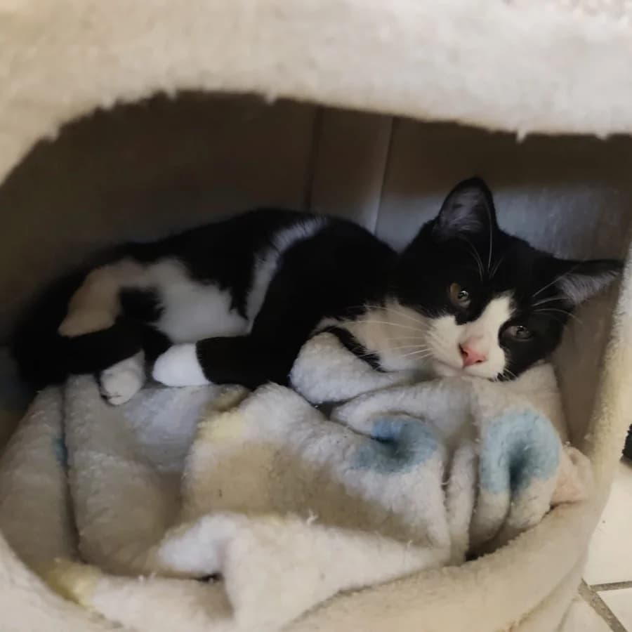 Kerrygold, tuxedo male puppy mixed breed for adoption at Tierheim Ettlingen, Ettlingen