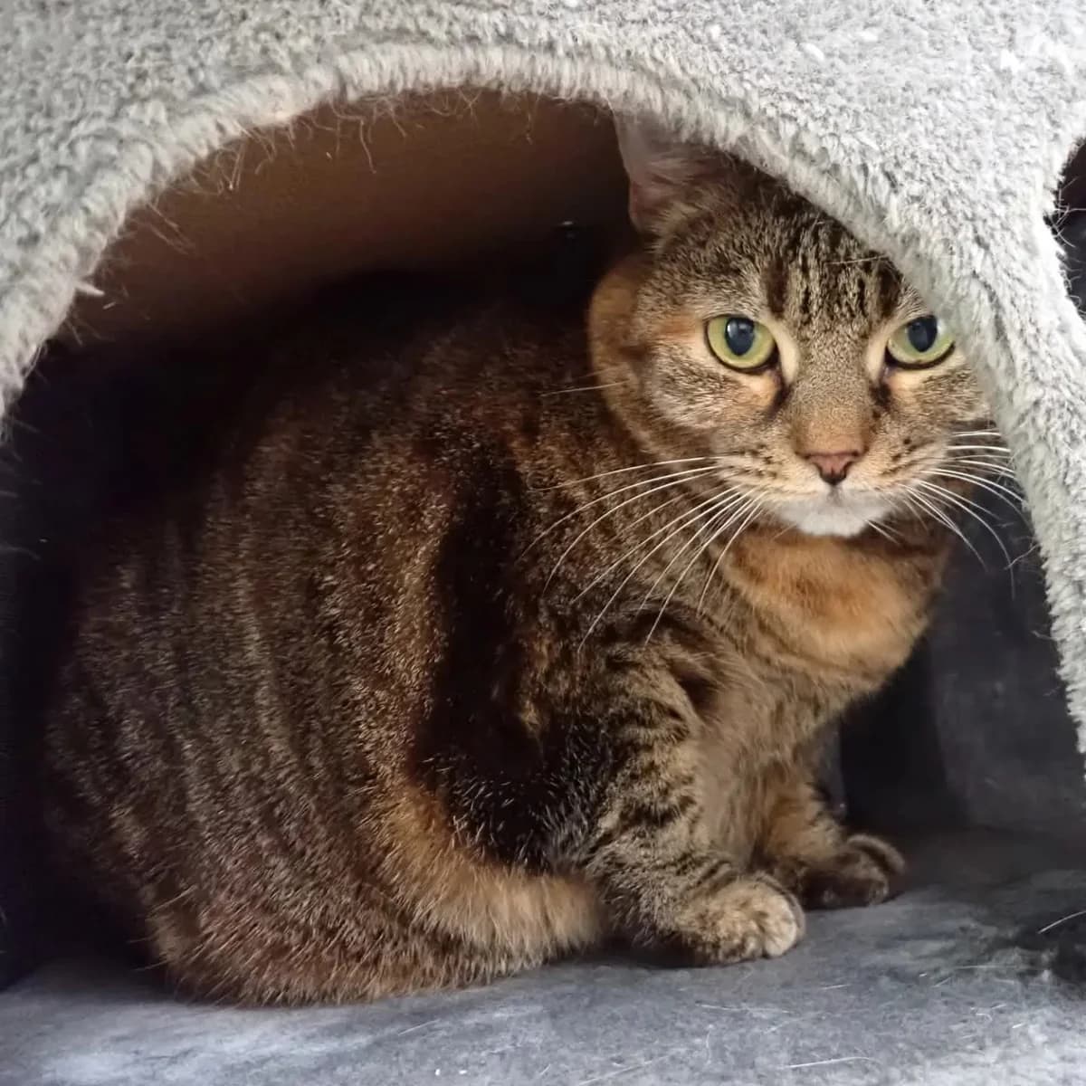 Kira, tiger female senior European Shorthair for adoption at Tierheim Ettlingen, Ettlingen