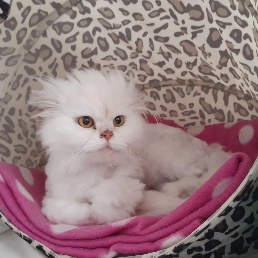 Miss Marple, Inspector Gadget, grau/weiß 3yo Persian for adoption at Tierheim Ettlingen, Ettlingen