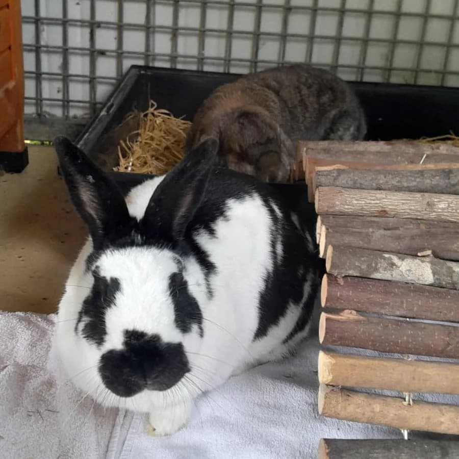 Ottmar, männlich 6yo mixed breed for adoption at Tierheim Ettlingen, Ettlingen