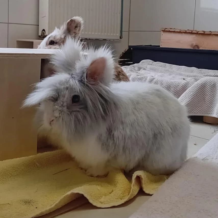 Strolch, 4yo mixed breed for adoption at Tierschutzverein Ettlingen, Ettlingen