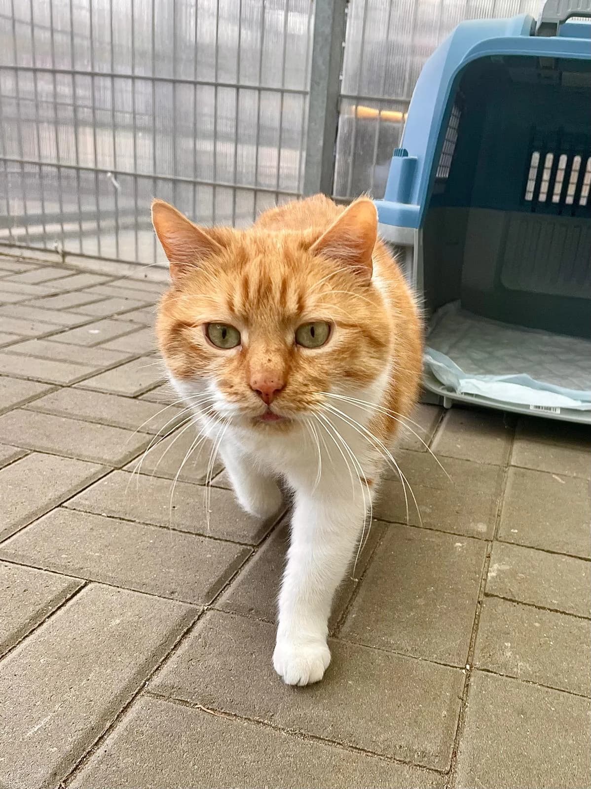 Nemo, Mixed Breed for adoption at Tierheim Falkensee, Falkensee