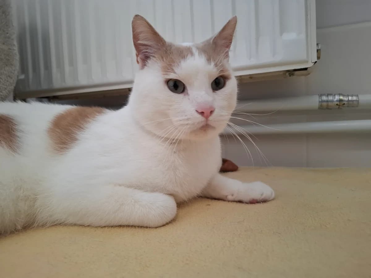 Marek, Mixed Breed for adoption at Tierheim Falkensee, Falkensee