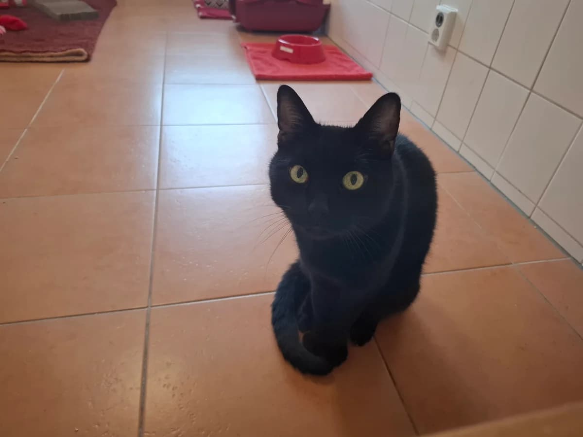Loki, Mixed Breed for adoption at Tierheim Falkensee, Falkensee