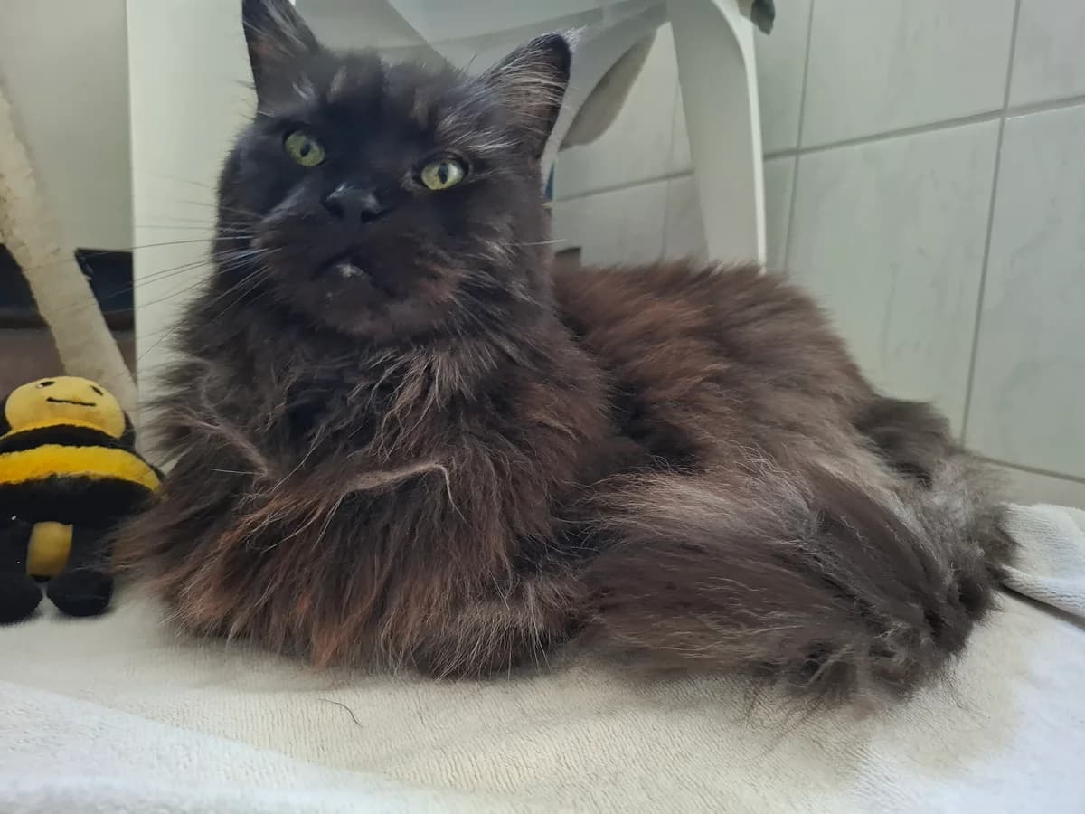 Blue Velvet, Mixed Breed for adoption at Tierheim Falkensee, Falkensee