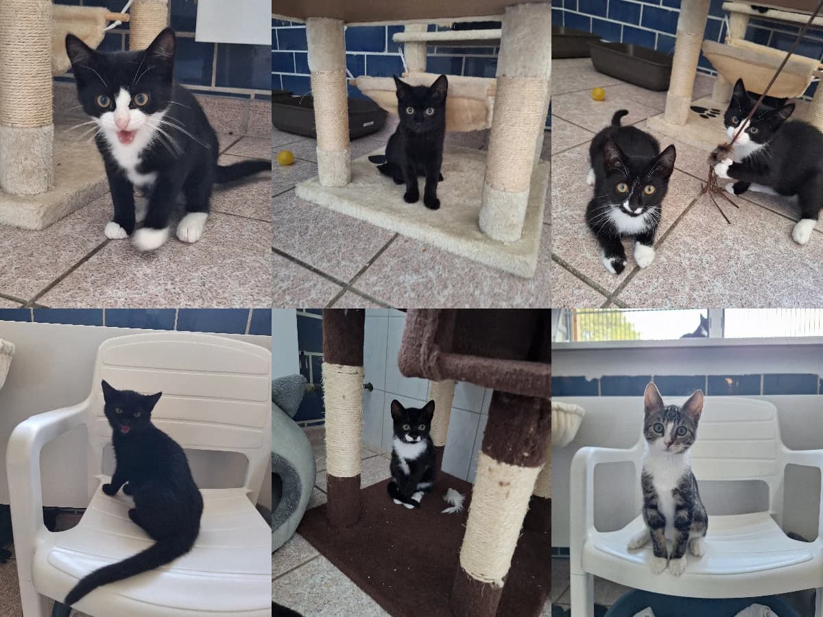 Vasco, Venom, Voldemort, Violetta, Vivi, Vegas, Vincent, Mixed Breed for adoption at Tierheim Falkensee, Falkensee