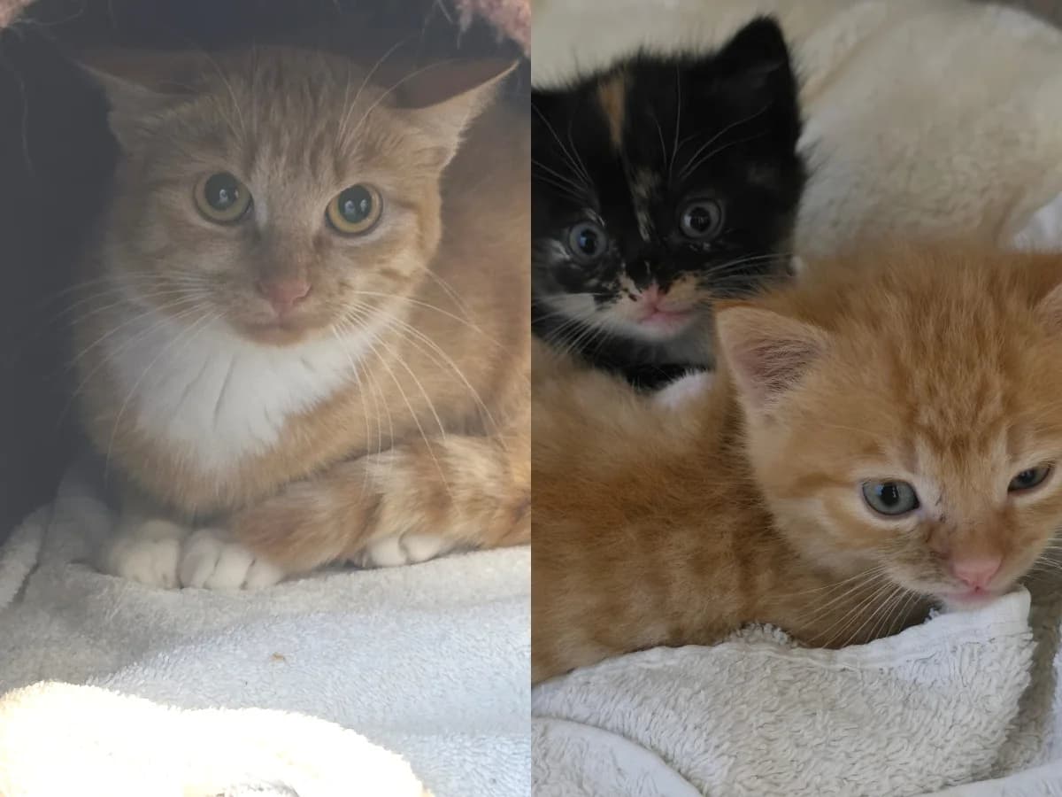 Adelheid, Aldi Nord & Aldi SΓΌd, Mixed Breed for adoption at Tierheim Falkensee, Falkensee