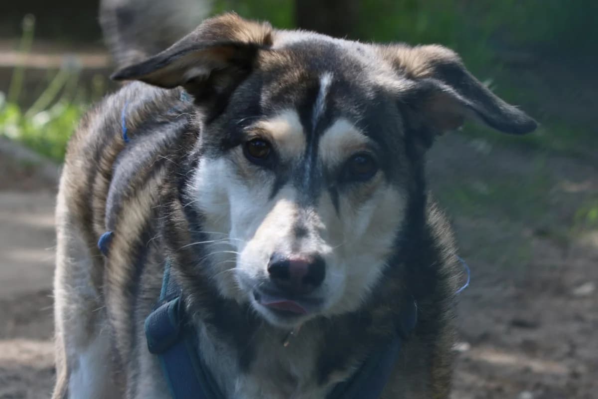 Henry, Mixed Breed for adoption at Tierheim Falkensee, Falkensee