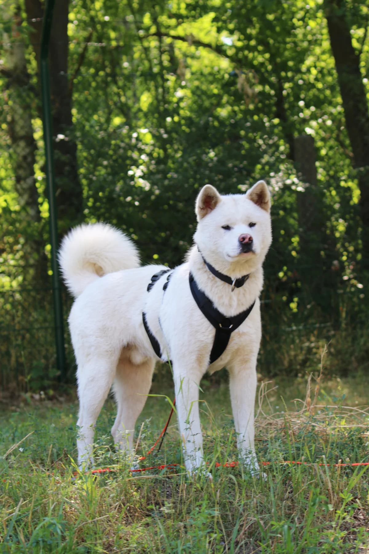 Barut, Mixed Breed for adoption at Tierheim Falkensee, Falkensee