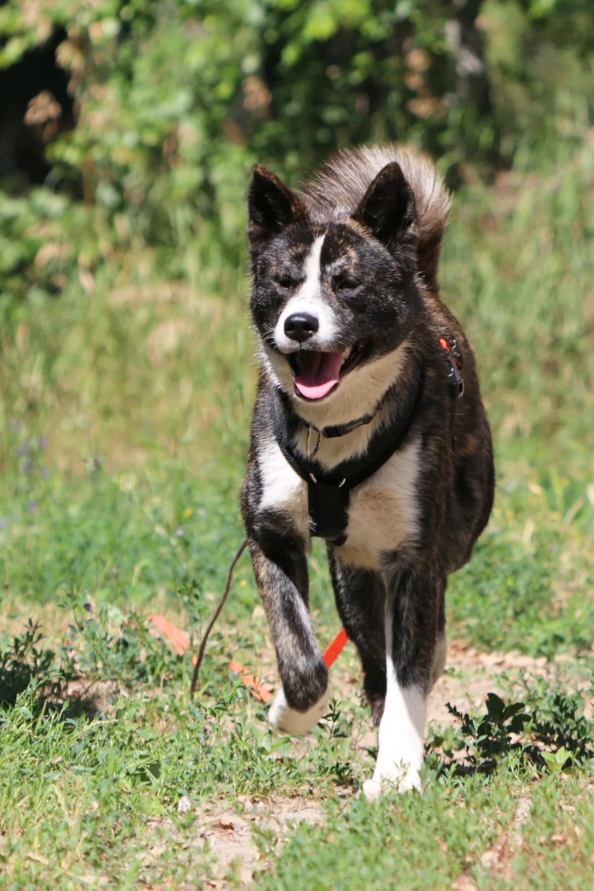 Kiba, Mixed Breed for adoption at Tierheim Falkensee, Falkensee