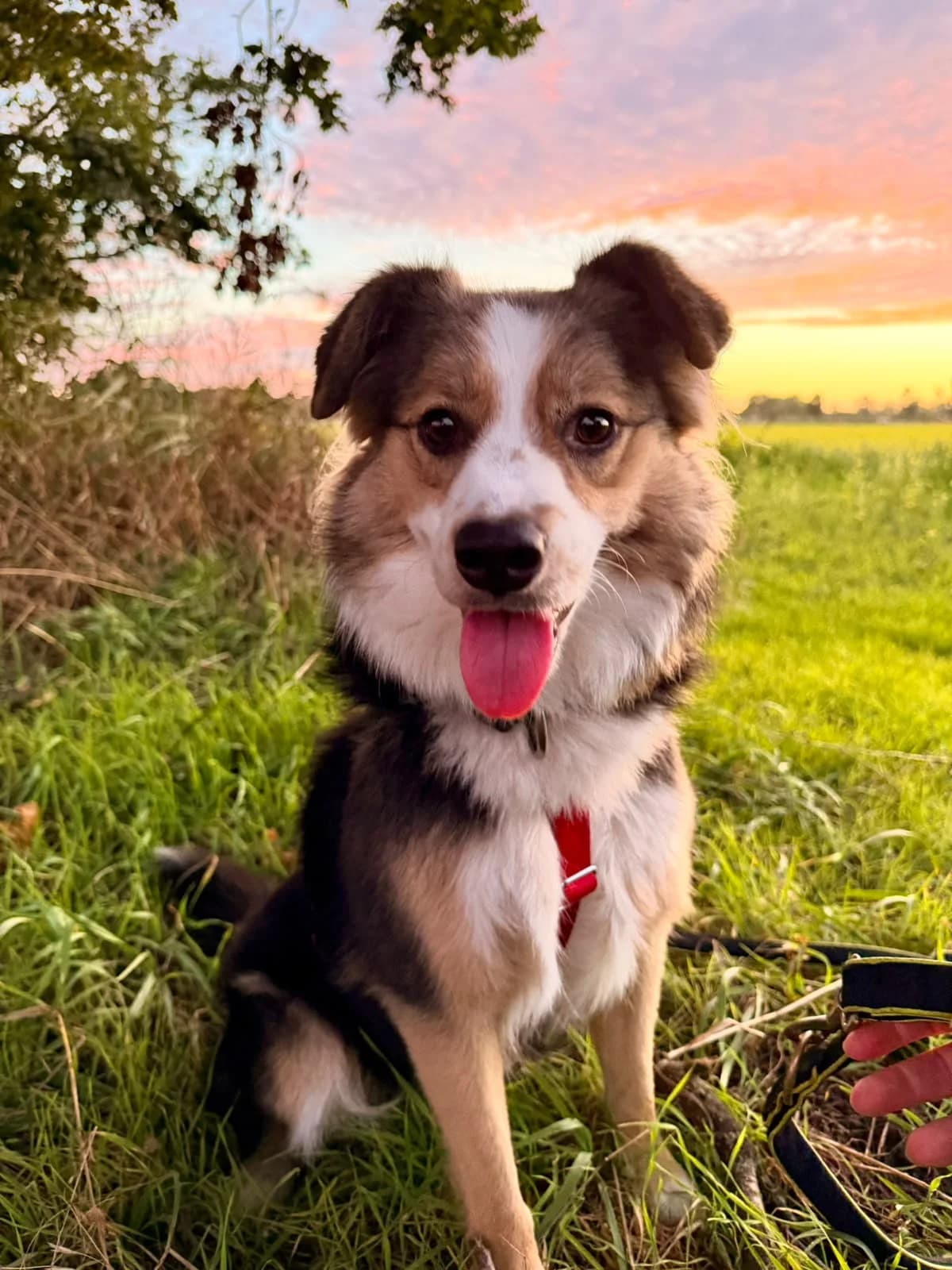 Cleo, Mixed Breed for adoption at Tierheim Falkensee, Falkensee