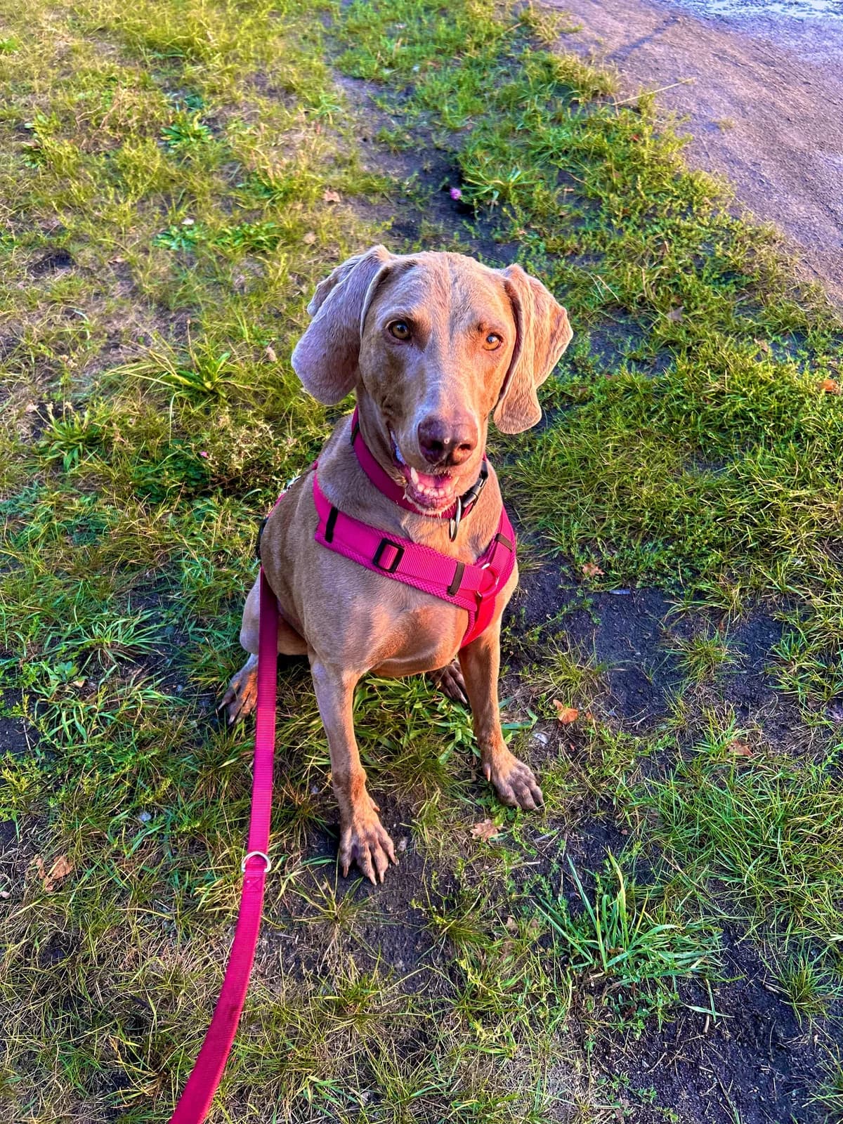 Dori, Mixed Breed for adoption at Tierheim Falkensee, Falkensee