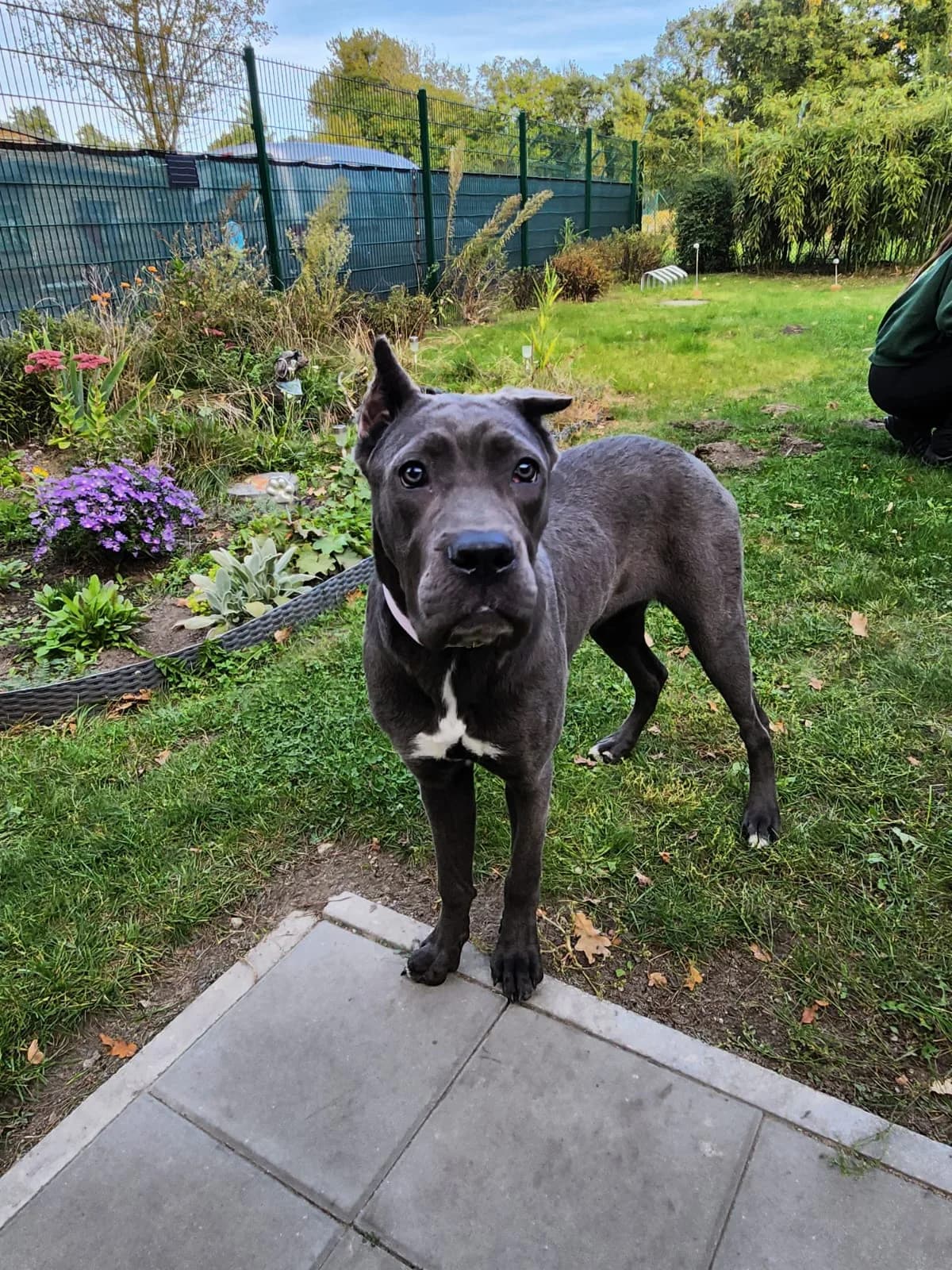 Zuna, Mixed Breed for adoption at Tierheim Falkensee, Falkensee