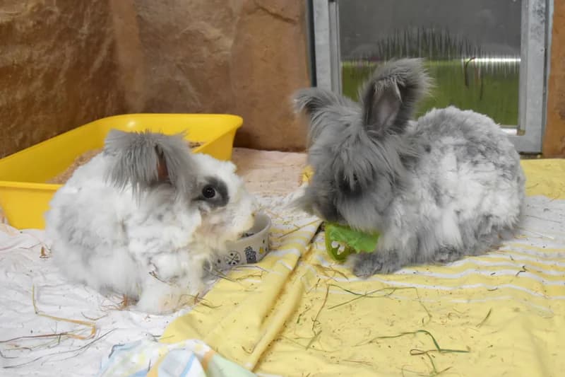 Abby und Shadow, grau male 3yo Mixed Breed for adoption at Tierheim Feucht, Feucht