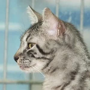Aioli, grau Mixed Breed for adoption at Tierheim Feucht, Feucht