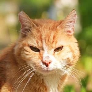 Alfred, male Mixed Breed for adoption at Tierheim Feucht, Feucht