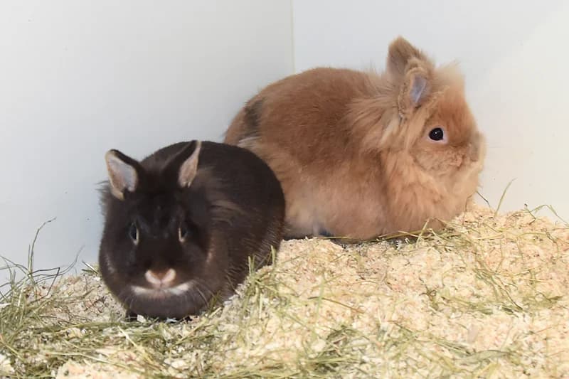 Anna und Flopi, schokobraun male Mixed Breed for adoption at Tierheim Feucht, Feucht