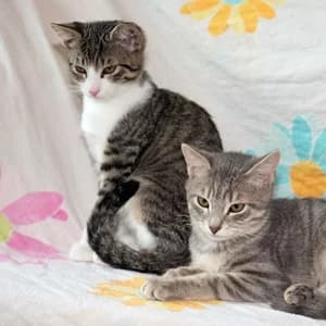 Kitten von diesem Jahr, male Mixed Breed for adoption at Tierheim Feucht, Feucht