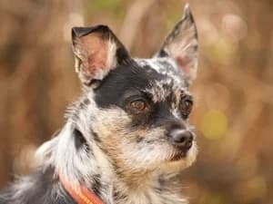 Benji, male Mixed Breed for adoption at Tierheim Feucht, Feucht