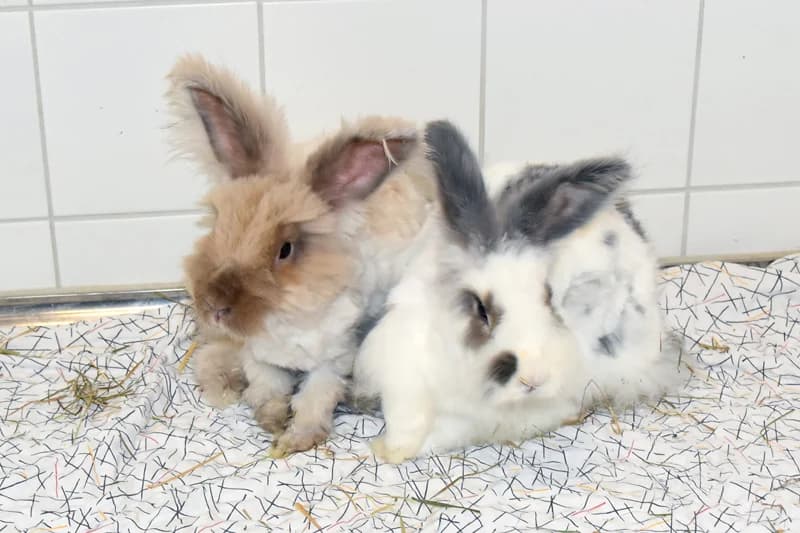 Boogie-Woogie und Mary-Lou, male 4yo Mixed Breed for adoption at Tierheim Feucht, Feucht