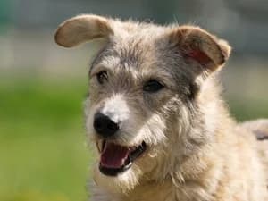 Diana, female Mixed Breed for adoption at Tierheim Feucht, Feucht