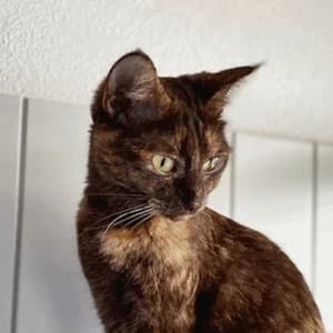 Dill + Dattel, schwarz male 5yo Mixed Breed for adoption at Tierheim Feucht, Feucht