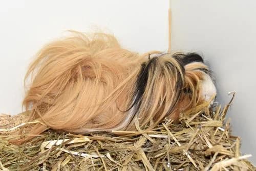 Elvis (reserviert), male Mixed Breed for adoption at Tierheim Feucht, Feucht