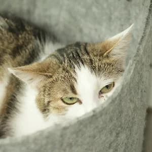 Feta + Gretel, getigert senior Mixed Breed for adoption at Tierheim Feucht, Feucht