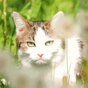 Feta + Gretel, getigert senior Mixed Breed for adoption at Tierheim Feucht, Feucht